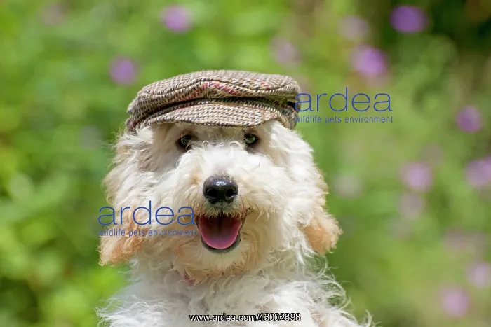  : Dog - Poodle wearing a flat cap
