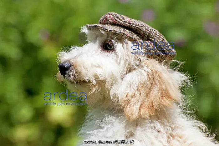  : Dog - Poodle wearing a flat cap