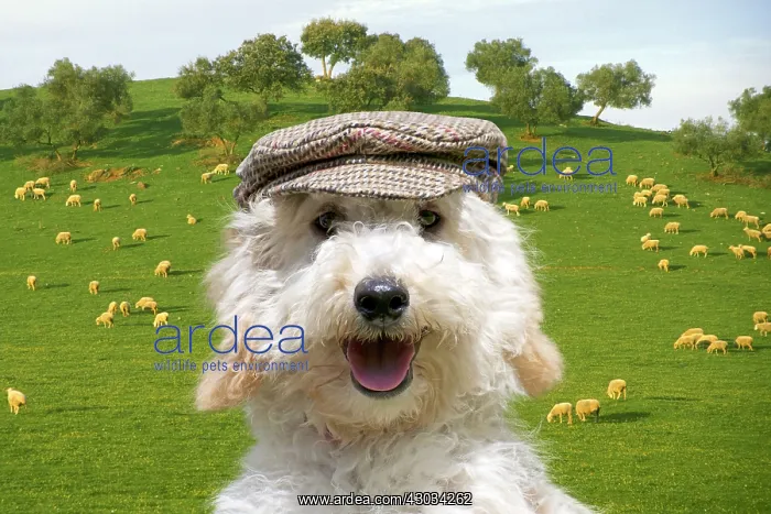 : DOG, Poodle wearing a flat cap in field of sheep : DOG, Poodle wearing a flat cap in field of sheep