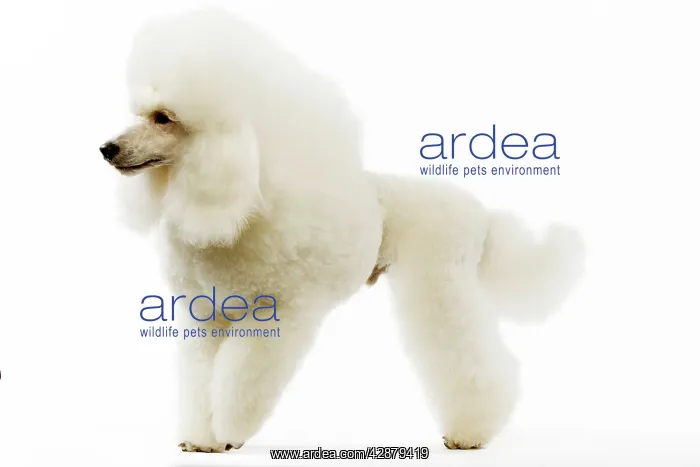  : Dog - Poodle - white. (French: Caniche Moyen)