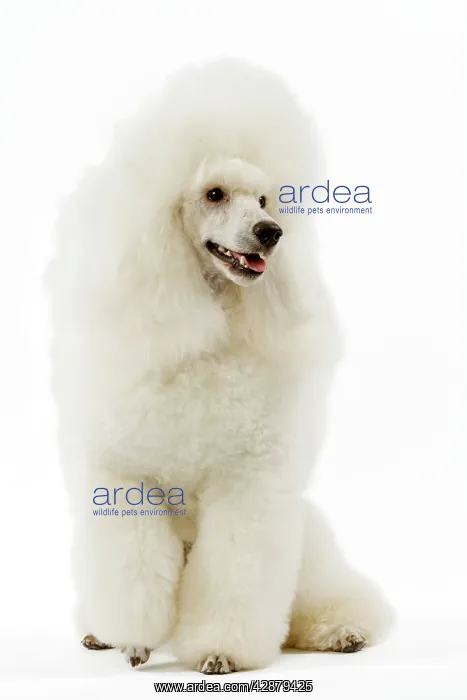 : Dog - Poodle - white. (French: Caniche Moyen) : Dog - Poodle - white. (French: Caniche Moyen)
