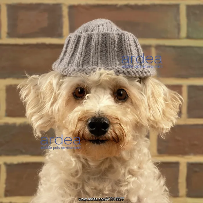 : DOG. Poodle (white ) wearing a wooly hat : DOG. Poodle (white ) wearing a wooly hat