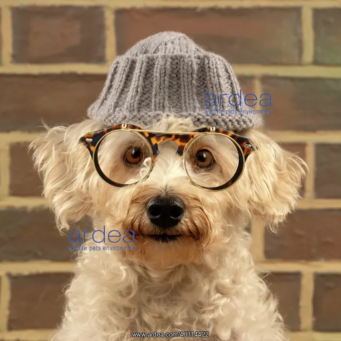 : DOG. Poodle (white ) wearing a wooly hat and glasses : DOG. Poodle (white ) wearing a wooly hat and glasses