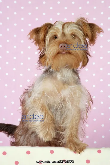 : Dog - Poodle X Yorkie ( Yoodle or Yorkie Poo ) : Dog - Poodle X Yorkie ( Yoodle or Yorkie Poo )