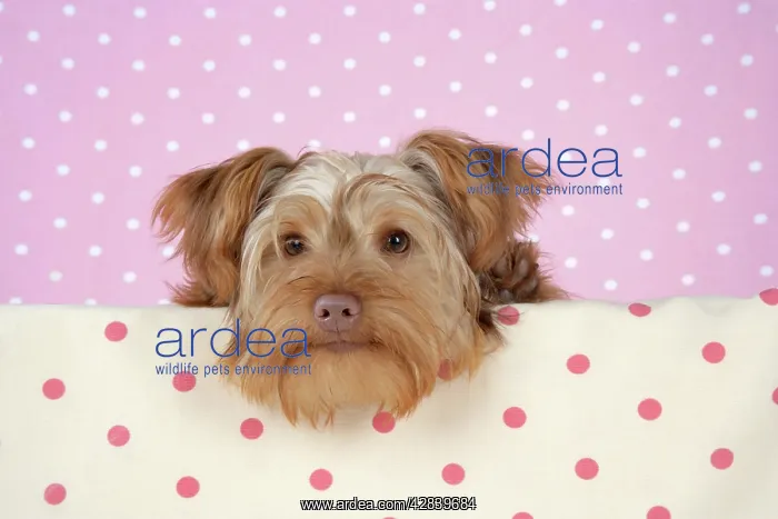 : Dog - Poodle X Yorkie, ( Yoodle or Yorkie Poo ) : Dog - Poodle X Yorkie, ( Yoodle or Yorkie Poo )