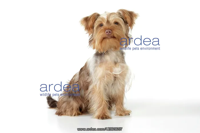 : Dog - Poodle X Yorkie, ( Yoodle or Yorkie Poo ) : Dog - Poodle X Yorkie, ( Yoodle or Yorkie Poo )