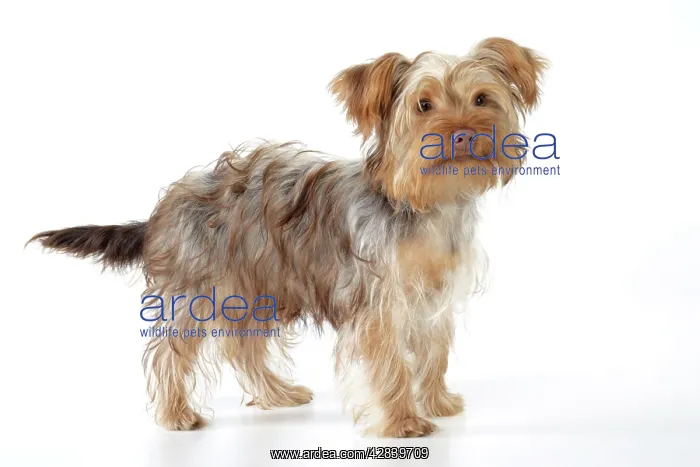: Dog - Poodle X Yorkie ( Yoodle or Yorkie Poo ) : Dog - Poodle X Yorkie ( Yoodle or Yorkie Poo )