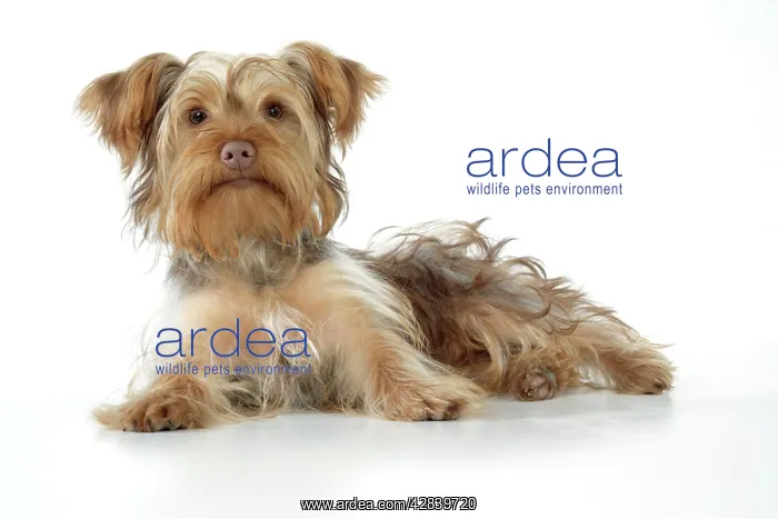: Dog - Poodle X Yorkie ( Yoodle or Yorkie Poo ) : Dog - Poodle X Yorkie ( Yoodle or Yorkie Poo )