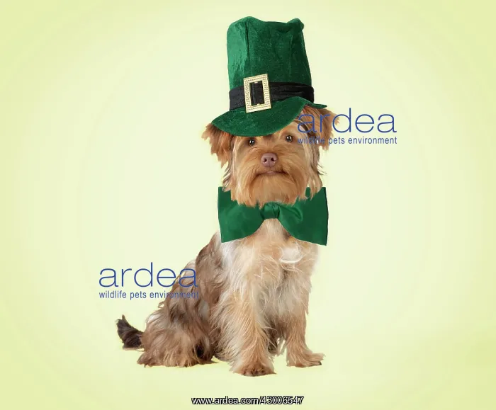 : Dog - Poodle X Yorkie ( Yoodle or Yorkie Poo ) : Dog - Poodle X Yorkie ( Yoodle or Yorkie Poo )