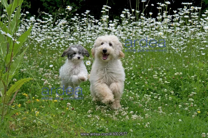 : Dog - Poodles : Dog - Poodles