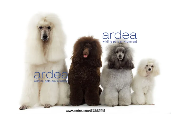  : Dog - Poodles - Row of 4 (caniche)