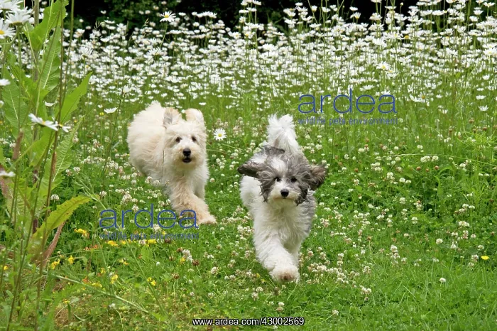 : Dog - Poodles running through meadow of daisies