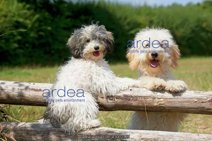  : Dog - Poodles sitting on wooden poles