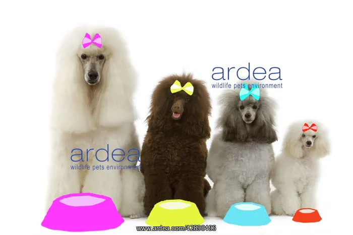 : Dog - Poodles - Standard, Moyen, Minature / dwarf : Dog - Poodles - Standard, Moyen, Minature / dwarf