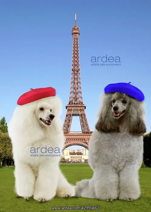 : Dog - Poodles wearing berets in front of the Eiffel Tower : Dog - Poodles wearing berets in front of the Eiffel Tower