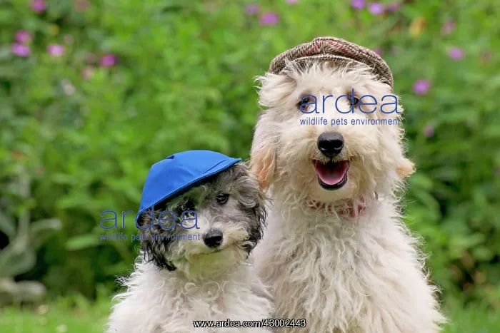  : Dog - Poodles wearing a blue cap and a flat cap