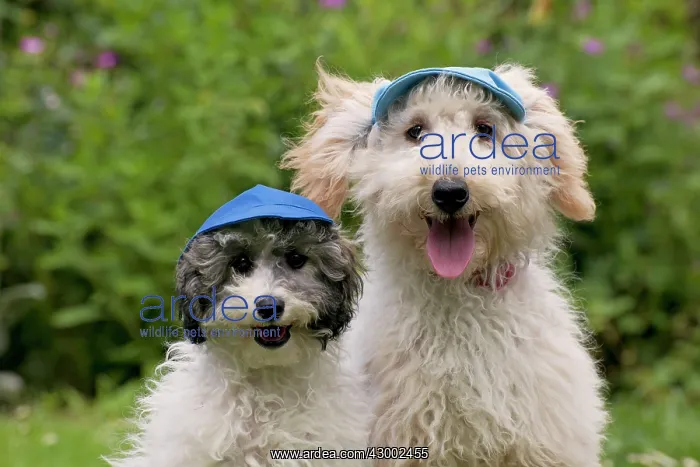 : Dog - Poodles wearing a blue cap and a flat cap