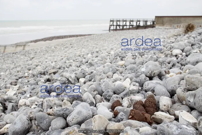 : Dog poop on a shingle beach Normandy France : Dog poop on a shingle beach Normandy France