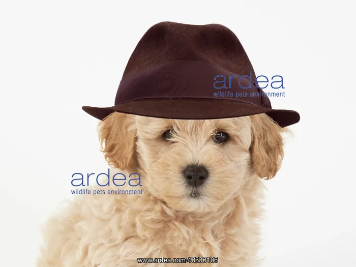 : DOG. Pooton / Cotonpoo, cross breed, 6 weeks old, studio : DOG. Pooton / Cotonpoo, cross breed, 6 weeks old, studio