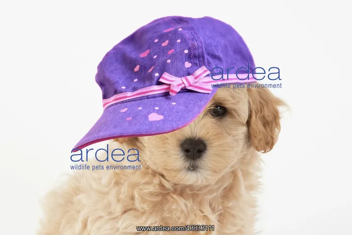 : DOG. Pooton / Cotonpoo, cross breed, 6 weeks old, studio : DOG. Pooton / Cotonpoo, cross breed, 6 weeks old, studio