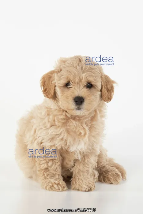 : DOG. Pooton / Cotonpoo, cross breed, 6 weeks old : DOG. Pooton / Cotonpoo, cross breed, 6 weeks old