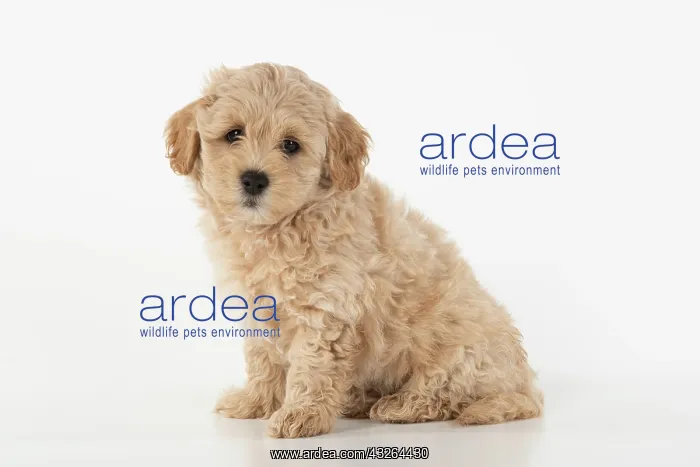  : DOG. Pooton  /  Cotonpoo, cross breed, 6 weeks old