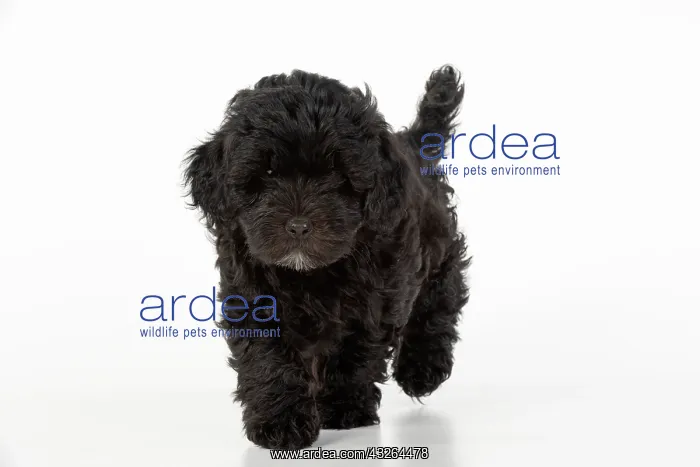 : DOG. Pooton / Cotonpoo, cross breed, 6 weeks old : DOG. Pooton / Cotonpoo, cross breed, 6 weeks old
