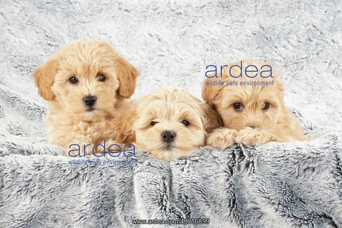: DOG. Pooton / Cotonpoo puppies, 6 weeks old on sliver : DOG. Pooton / Cotonpoo puppies, 6 weeks old on sliver