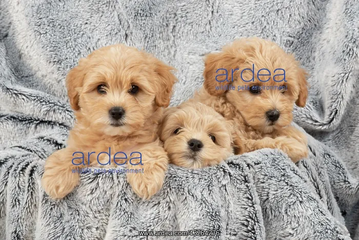 : DOG. Pooton / Cotonpoo puppies, 6 weeks old on sliver : DOG. Pooton / Cotonpoo puppies, 6 weeks old on sliver