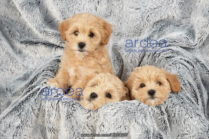 : DOG. Pooton / Cotonpoo puppies, 6 weeks old on sliver : DOG. Pooton / Cotonpoo puppies, 6 weeks old on sliver