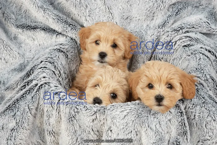 : DOG. Pooton / Cotonpoo puppies, 6 weeks old on sliver : DOG. Pooton / Cotonpoo puppies, 6 weeks old on sliver