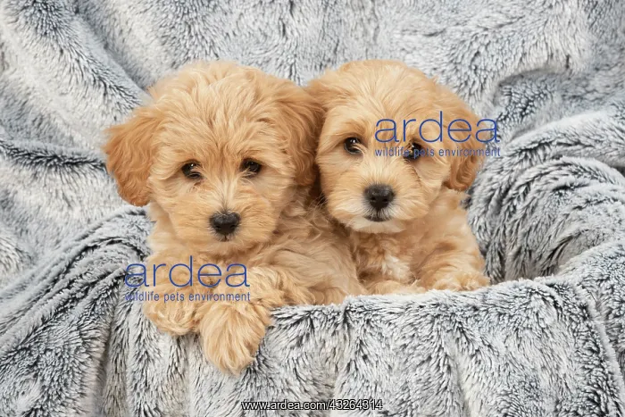 : DOG. Pooton / Cotonpoo puppies, 6 weeks old on sliver : DOG. Pooton / Cotonpoo puppies, 6 weeks old on sliver