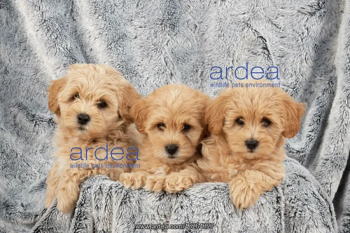 : DOG. Pooton / Cotonpoo puppies, 6 weeks old on sliver : DOG. Pooton / Cotonpoo puppies, 6 weeks old on sliver