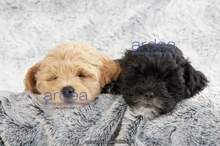 : DOG. Pooton / Cotonpoo puppies, 6 weeks old on sliver : DOG. Pooton / Cotonpoo puppies, 6 weeks old on sliver