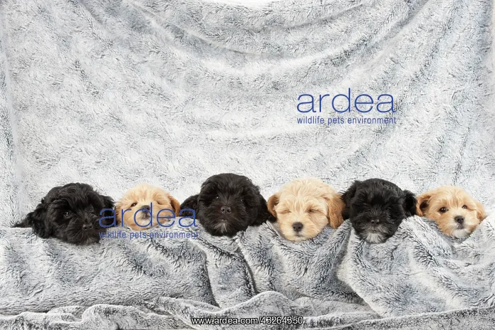 : DOG. Pooton / Cotonpoo puppies, 6 weeks old on sliver : DOG. Pooton / Cotonpoo puppies, 6 weeks old on sliver