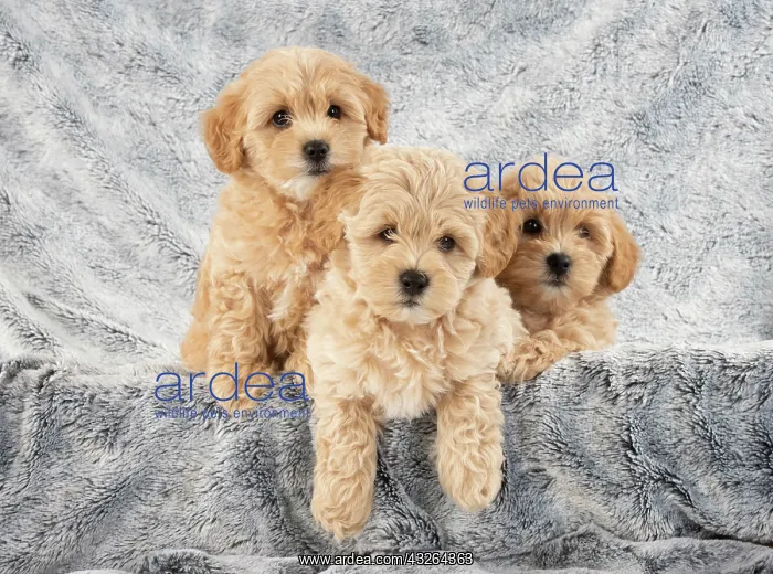 : DOG. Pooton / Cotonpoo puppies, 6 weeks old on sliver : DOG. Pooton / Cotonpoo puppies, 6 weeks old on sliver