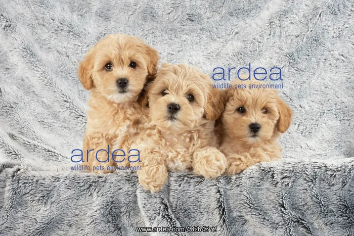 : DOG. Pooton / Cotonpoo puppies, 6 weeks old on sliver : DOG. Pooton / Cotonpoo puppies, 6 weeks old on sliver