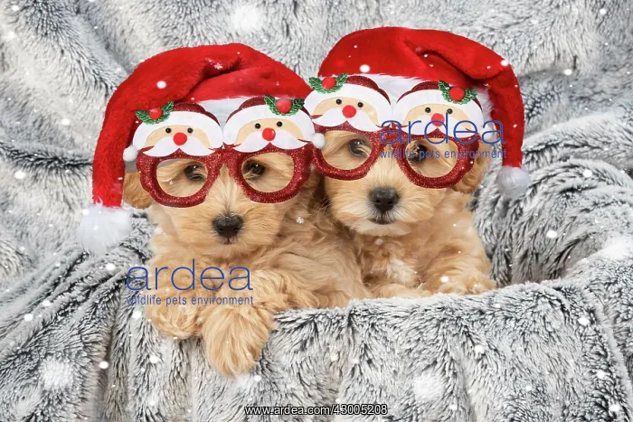 : DOG. Pooton / Cotonpoo puppies wearing Christmas : DOG. Pooton / Cotonpoo puppies wearing Christmas