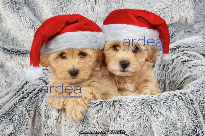 : DOG. Pooton / Cotonpoo puppies wearing Christmas hats : DOG. Pooton / Cotonpoo puppies wearing Christmas hats