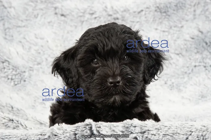 : DOG. Pooton / Cotonpoo puppy 6 weeks old : DOG. Pooton / Cotonpoo puppy 6 weeks old