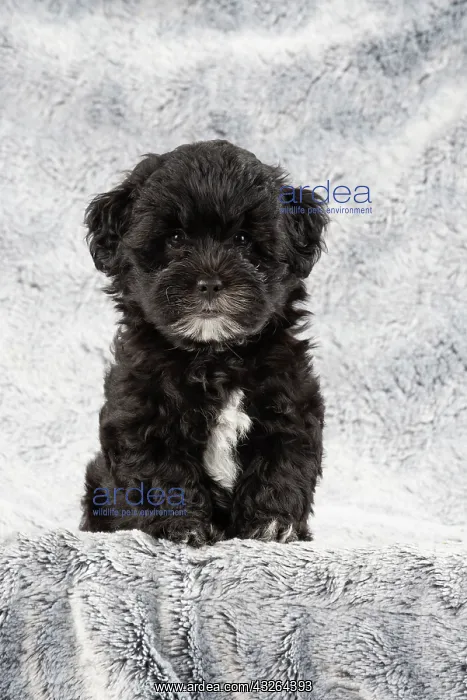 : DOG. Pooton / Cotonpoo puppy 6 weeks old : DOG. Pooton / Cotonpoo puppy 6 weeks old