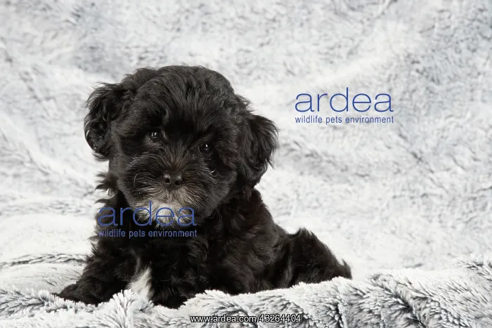 : DOG. Pooton / Cotonpoo puppy 6 weeks old : DOG. Pooton / Cotonpoo puppy 6 weeks old