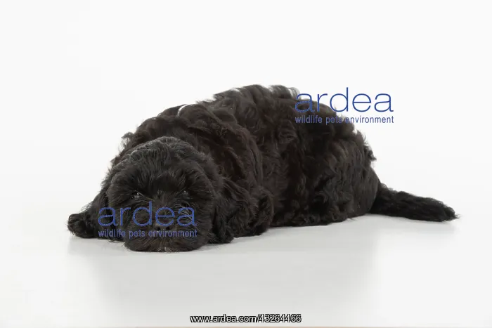 : DOG. Pooton / Cotonpoo puppy 6 weeks old laying : DOG. Pooton / Cotonpoo puppy 6 weeks old laying