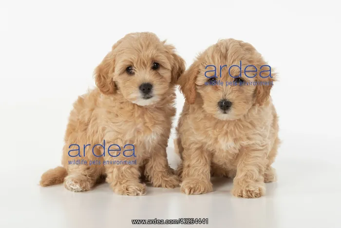 : DOG. Pootons / Cotonpoos cross breed puppies, 6 : DOG. Pootons / Cotonpoos cross breed puppies, 6