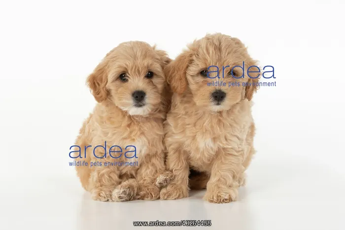 : DOG. Pootons / Cotonpoos cross breed puppies, 6 : DOG. Pootons / Cotonpoos cross breed puppies, 6