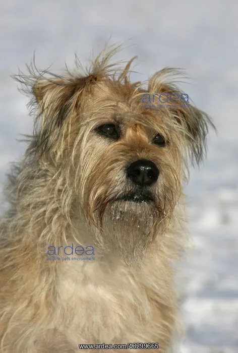 : Dog portrait : Dog portrait
