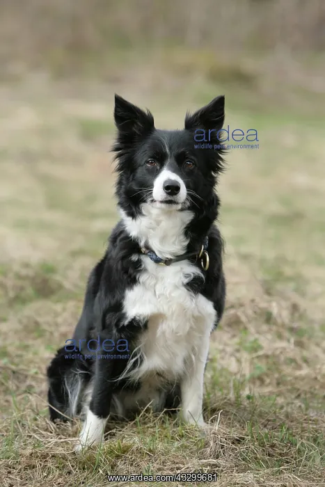 : Dog portrait : Dog portrait