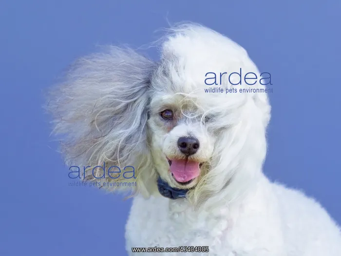 : Dog, portraits, show : Dog, portraits, show
