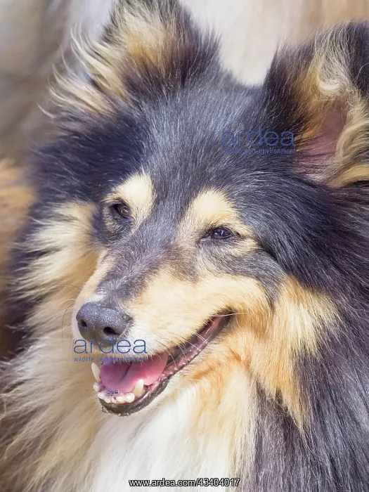 : Dog, portraits, show : Dog, portraits, show