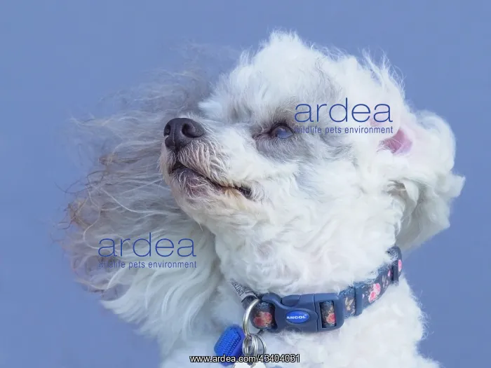 : Dog, portraits, show : Dog, portraits, show